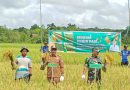 Wujudkan Kemandirian Pangan, Pemkab Murung Raya Panen Padi Bersama Tiga Kelompok Tani