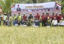 Panen Perdana Padi Inpari 32 di Desa Kupang Bersih, Barito Timur Bersiap Jadi Penyangga Ketahanan Pangan Nasional