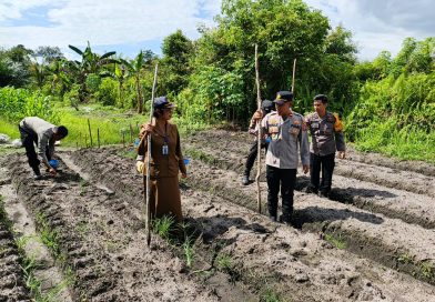 Dukung Swasembada Pangan, Polsek Benua Lima Tanam Jagung Pakan