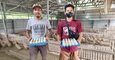 Produksi Ratusan Telur Bebek Di BUMDes Matabu, Kades Dorong Dukungan Pemda