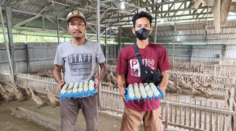 Produksi Ratusan Telur Bebek Di BUMDes Matabu, Kades Dorong Dukungan Pemda