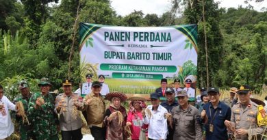 Bupati Bartim Hadiri Panen Perdana Padi Ladang di Ampari Bura