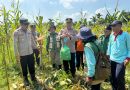 Polsek Dusun Tengah Gelar Panen Raya Jagung Kuartal II, Dukung Swasembada Pangan