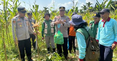 Polsek Dusun Tengah Gelar Panen Raya Jagung Kuartal II, Dukung Swasembada Pangan