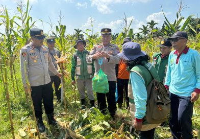 Polsek Dusun Tengah Gelar Panen Raya Jagung Kuartal II, Dukung Swasembada Pangan